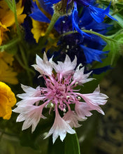 Load image into Gallery viewer, Authentic 1970’s vintage dress by Joseph Magnin